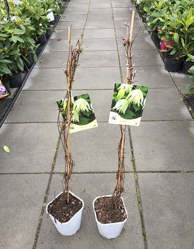 Powojnik Clematis Golden Dream ® na Arena.pl