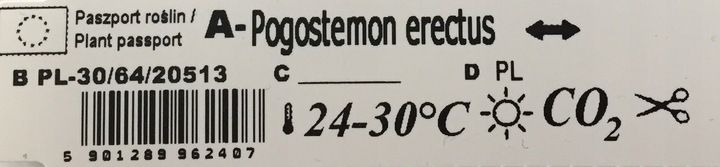 Rośliny do akwarium Pogostemon Erectus Piękny zdjęcie 5