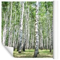 Fototapeta Las BRZOZY Drzewa Natura do Salonu 135x90