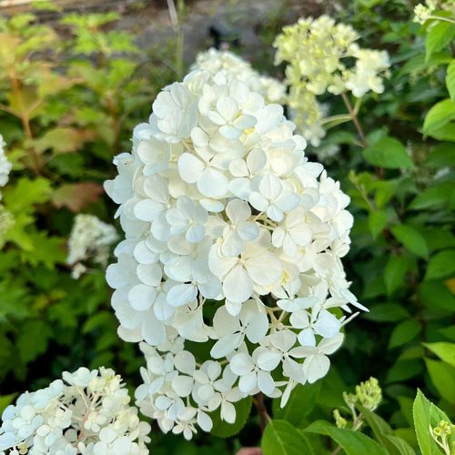 Hortensja bukietowa 'Grandiflora' (Hydrangea paniculata) Doniczka 2.0L na Arena.pl