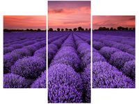 OBRAZ LAWENDOWY GAJ SUNSET