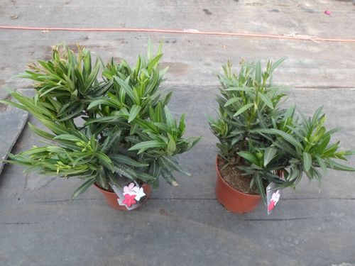 Oleander Tricolor 3 kolory w jednej doniczce C3 na Arena.pl