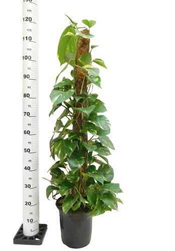 EPIPREMNUM ZŁOCISTE 110 cm na Arena.pl