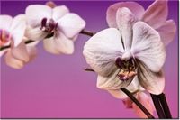 100 70CM OBRAZ PŁÓTNO KWIATY PŁÓTNO RAMA