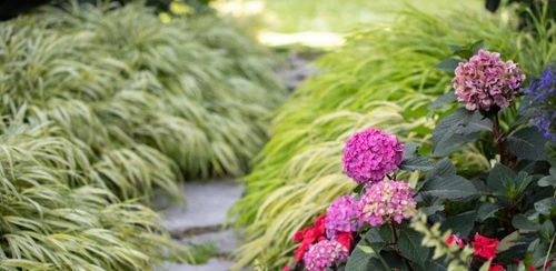 Hakonechloa smukła 'Aureola' (Hakonechloa macra) Doniczka 1.0L na Arena.pl