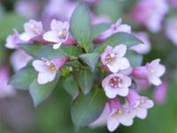 Krzewuszka FOLIIS PURPUREIS Weigela Bordowa P9