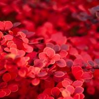 Berberys Thunberga 'Orange Pillar' (Berberis thunbergii) Poj. 3.0L