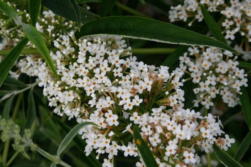 Budleja biała White Profusion C2 na Arena.pl