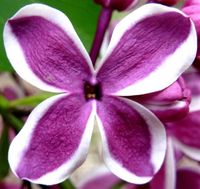 product-compare-61063074