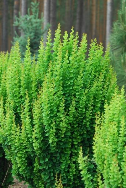 P9 BERBERYS THUNBERGA ERECTA KRZEWY24 zdjęcie 1