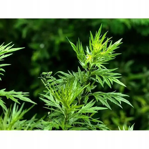 Roundup 360 SL Plus 5l glifosat, herbicyd, perz zdjęcie 1