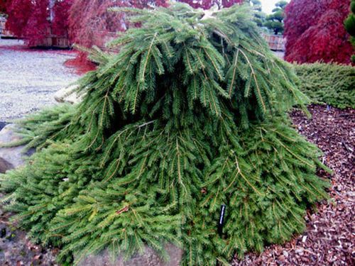 Świerk pospolity Formanek C3 na Arena.pl