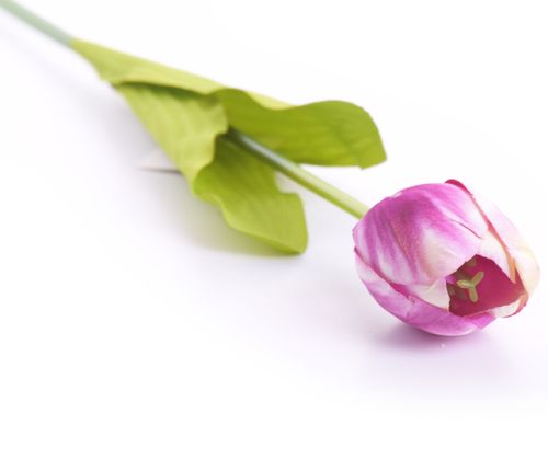 Tulipan 55cm fioletowy na Arena.pl