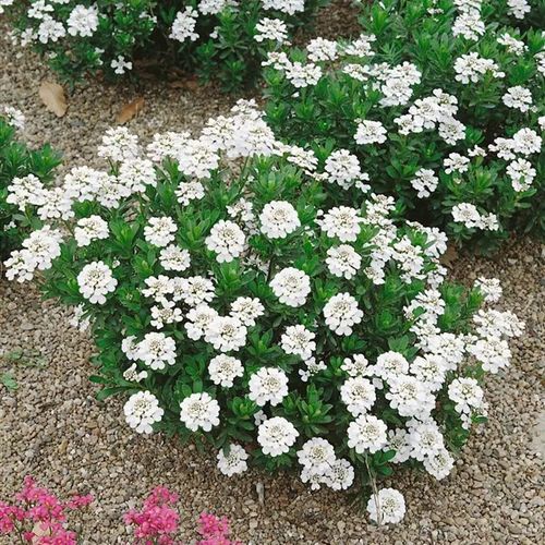 UBIOREK biały wiecznie zielony miododajny - sadzonki 10 / 15 cm na Arena.pl