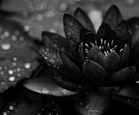 Plakat 60x50cm Lotos w Czerni