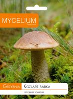 Grzybnia grzyby leśne KOŹLARZ BABKA