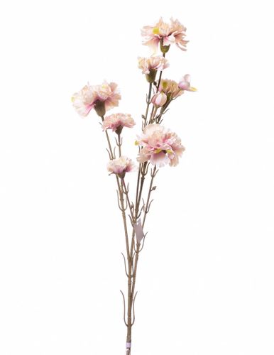 Goździk gałązka kremowy na Arena.pl