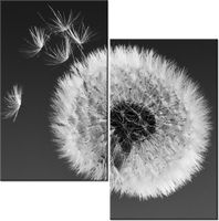 60CM 50CM OBRAZ ŚCIENNY DMUCHAWIEC GEMMA STILES DRUK PŁÓTNO