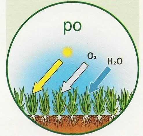 Wertykulator na kółkach do oczyszczania trawnika po zimie 3395 Gardena na Arena.pl