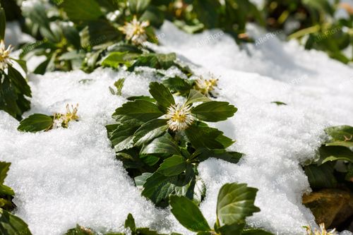 Runianka japońska Zielony Dywan (Pachysandra terminalis) Doniczka 1.0L na Arena.pl