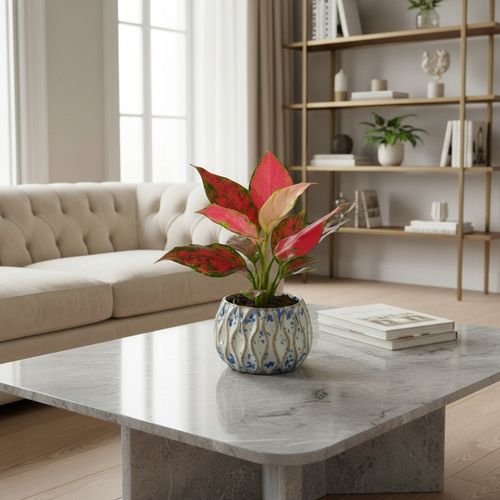 AGLAONEMA Pinky Promise DØ6cm Łatwa w uprawie. Idealna na prezent na Arena.pl