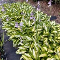 Funkia 'Striptease' (Hosta) P13