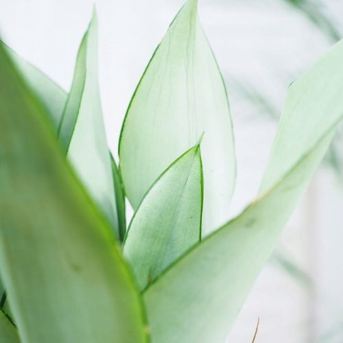 Sansevieria'Moonshine' KSIĘŻYCOWA PIĘKNOŚĆ -Sansewieria Wytrzymały Sukulent na Arena.pl