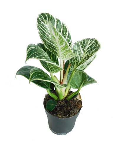 FILODENDRON  WHITE MEASURE 20cm na Arena.pl