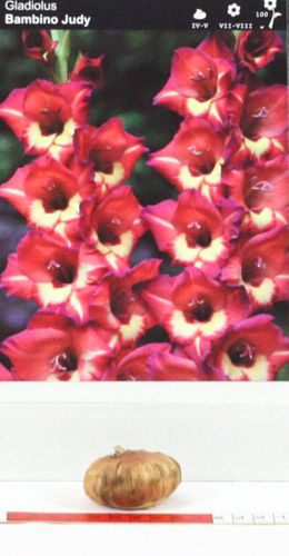 Mieczyk Gladiolus Bambino Judy na Arena.pl