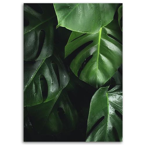OBRAZ NA PŁÓTNIE Monstera Liście Natura 60x90 na Arena.pl