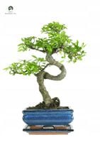 Drzewko Bonsai Wiąz Chiński 25–30 cm – Ulmus parvifolia P15 S