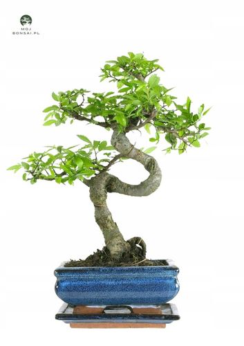 Drzewko Bonsai Wiąz Chiński 25–30 cm – Ulmus parvifolia P15 S na Arena.pl
