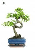 Drzewko Bonsai Wiąz Chiński 25–30 cm – Ulmus parvifolia P15 S