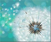 60CM 50CM OBRAZ ŚCIENNY PUSZYSTY DMUCHAWIEC DRUK PŁÓTNO