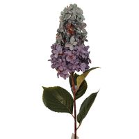 Hortensja duża gałązka zielono fioletowa