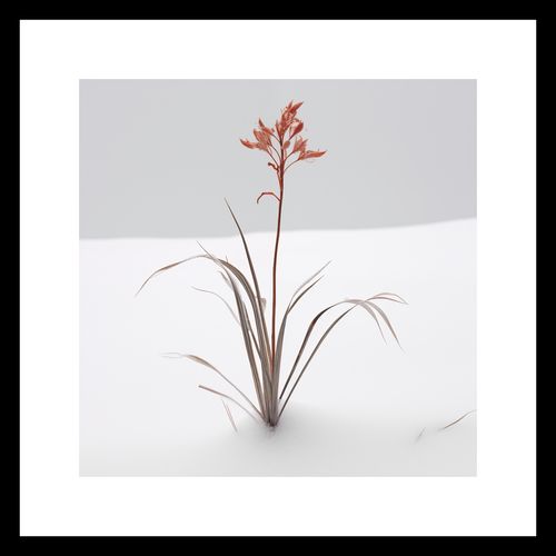 Plakat 20x20cm Subtelność Natury na Arena.pl