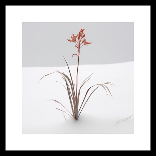 Plakat 20x20cm Subtelność Natury zdjęcie 3