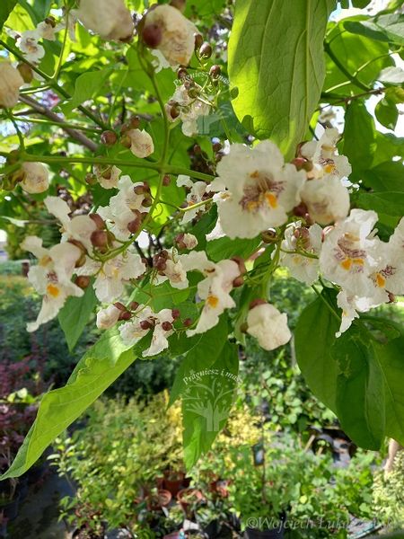 Katalpa surmia bignoniowa sadzonka zdjęcie 5