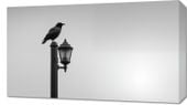 Obraz 70x40cm Samotny Postój Kruka
