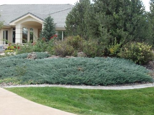 Jałowiec płożący BLUE CHIP Niebieski dywan na Arena.pl