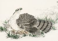 Plakat 66,5x46,5cm  Hawk-Eagle, Kashu Japoński Vintage do Salonu
