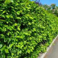 Grab pospolity Zielony żywopłot Carpinus betulus Sadzonki w doniczkach P9