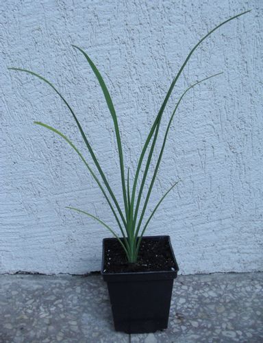 MINI LILIOWIEC Hemerocallis minor - sadzonki w don na Arena.pl