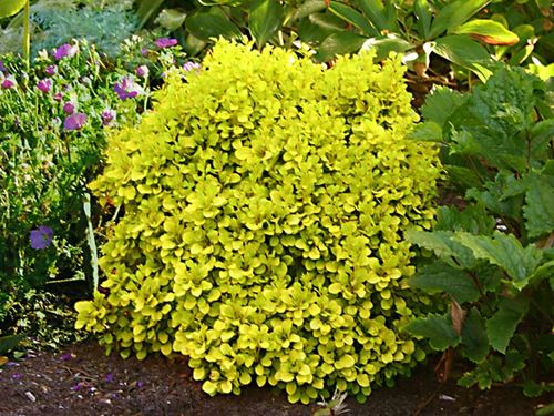 Berberys Thunberga Tiny Gold ® 3-letnia C2 na Arena.pl