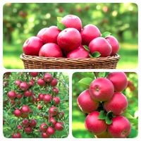 JABŁOŃ MALINOWA OBERLANDZKA stara odmiana