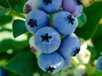 Borówka amerykańska wysoka ELLIOTT Późna Bardzo plenna 3-letnie Sadzonki C2