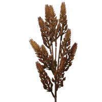 Dodatek gumowany ciemny brąz