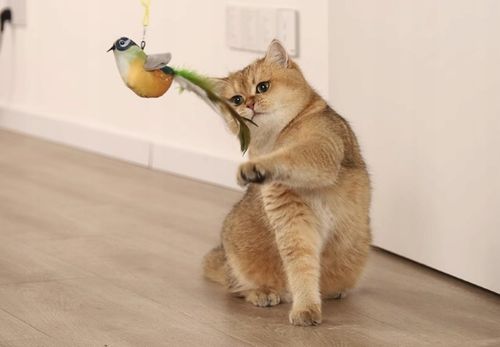 ZABAWKA DLA KOTA PRZYSSAWKA NA DRZWI RUCHOMA PTAK na Arena.pl