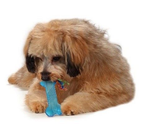 Petstages Orka Mini Kosteczka PS221 na Arena.pl