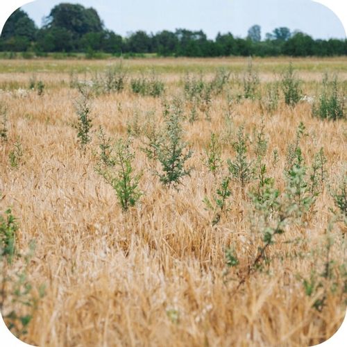 ŚRODEK NA CHWASTY ROUNDUP 360 PLUS GLIFOSAT RANDAP 1L CHWASTOBÓJCZY MOCNY na Arena.pl